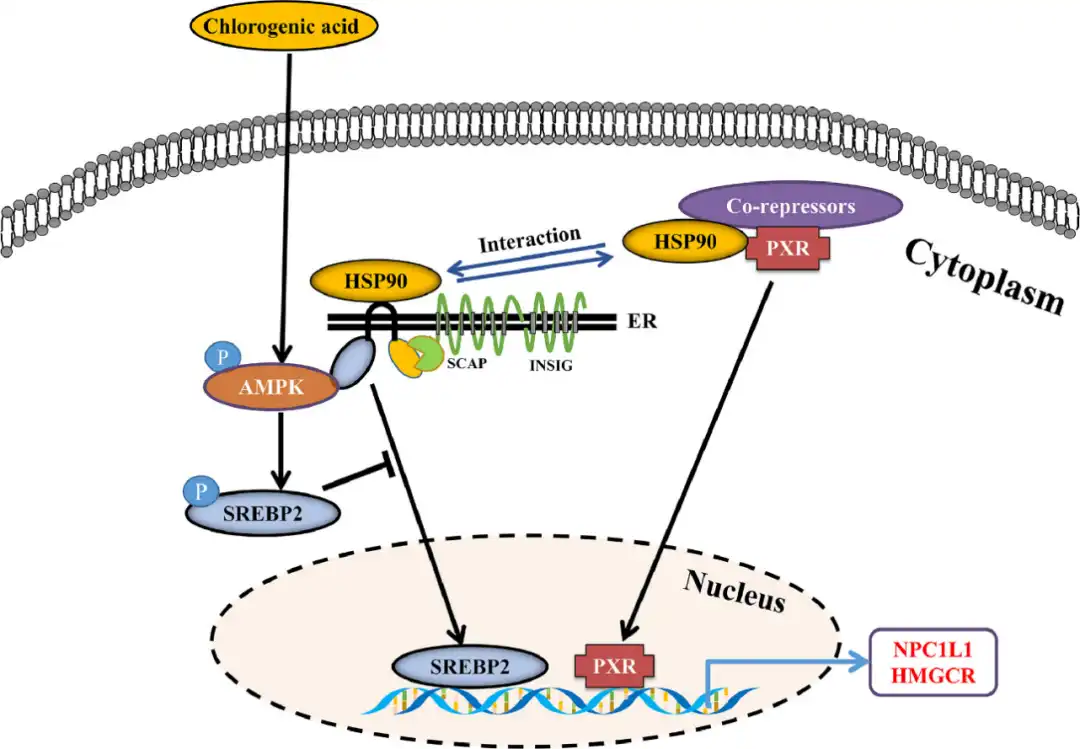 Chlorogenic Acid.jpg
